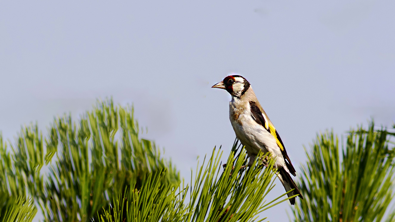 European Goldfinch